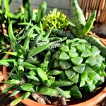 Succulent Mix Bowl 21cm