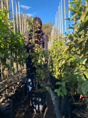 WhatsApp-Image-2021-05-17-at-10.38.24.jpeg Guava Tree 20lt