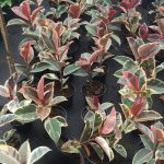 Ficus Tineke 19cm Pot