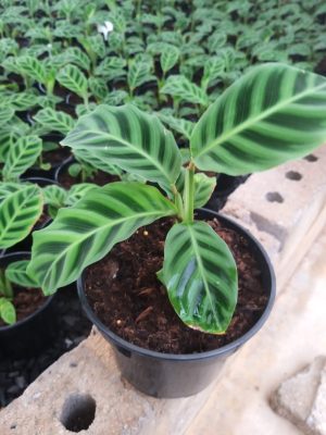 WhatsApp-Image-2021-10-21-at-14.04.23-1.jpeg Calathea Zebrina 14cm Pot
