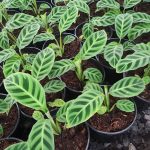 WhatsApp-Image-2021-10-21-at-14.04.23.jpeg Calathea Zebrina 14cm Pot