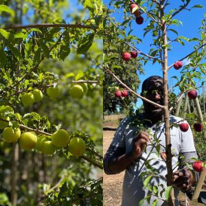 WhatsApp-Image-2021-12-07-at-15.18.25.jpeg Plum Pioneer Tree 40lt