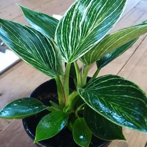 Philodendron White Measure 14cm Pot