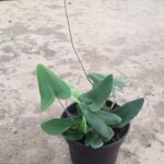 Heart Leaf Fern 14cm Pot