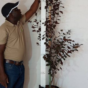 Purple Leaf Plum Tree 20lt
