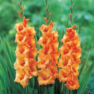 WhatsApp-Image-2022-08-10-at-2.38.31-PM-1.jpeg Gladioli Orange Bulbs