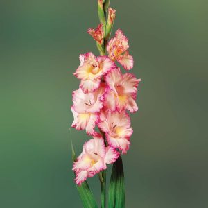 WhatsApp-Image-2022-08-10-at-2.38.31-PM-3.jpeg Gladioli Pink Bulbs