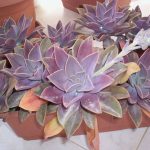 Graptoveria Fred Ives 4lt