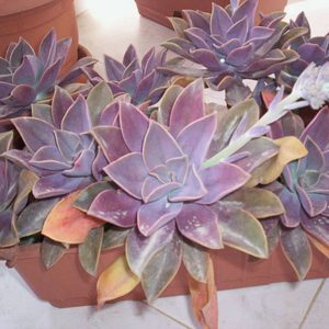 WhatsApp-Image-2023-03-16-at-15.29.41.jpeg Graptoveria Fred Ives 4lt