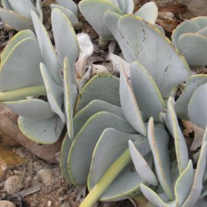 WhatsApp-Image-2023-03-16-at-15.31.21.jpeg Cotyledon Orbiculata Grey 4lt