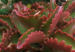 Kalanchoe Sexangularis 4lt