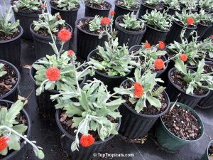 Kleinia Fulgens 4lt