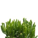 Crassula Horntree 4lt