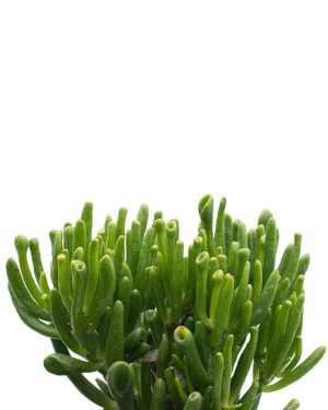 Crassula Horntree 4lt