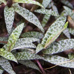 Scilla Violacea 4lt