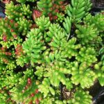 Sedum Rubrotinctum 4lt