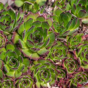 WhatsApp-Image-2023-03-16-at-16.15.35.jpeg Sempervivum Tectorum 4lt