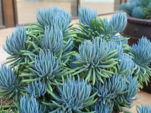 Senecio 'Curio' Mandraliscae 4lt