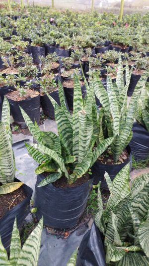WhatsApp-Image-2023-06-14-at-13.35.30.jpeg Sansevieria Trifasciata 10lt
