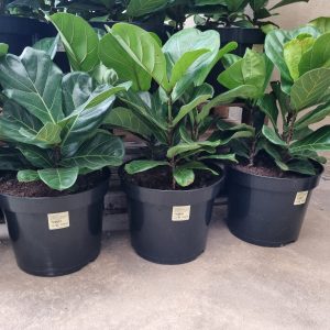 WhatsApp-Image-2023-07-18-at-08.22.43-1.jpeg Ficus Lyrata 31cm Pot (fiddle leaf fig)