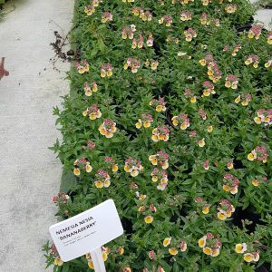 WhatsApp-Image-2023-07-26-at-15.32.44.jpeg Nemesia Nesia Banana Berry 15cm Pot