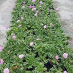WhatsApp-Image-2023-07-26-at-15.34.00.jpeg Scabiosa Pink Cheer 15cm Pot