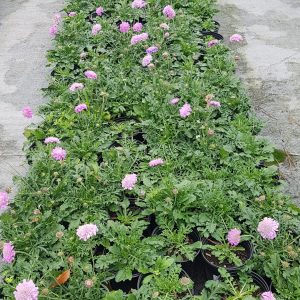 WhatsApp-Image-2023-07-26-at-15.34.00.jpeg Scabiosa Pink Cheer 15cm Pot