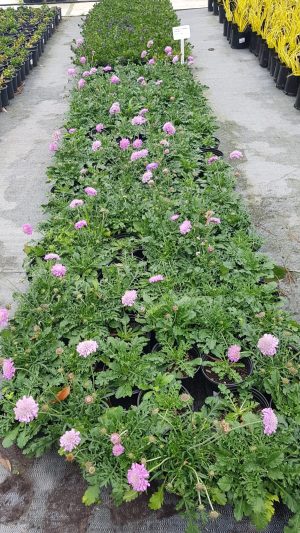 WhatsApp-Image-2023-07-26-at-15.34.00.jpeg Scabiosa Pink Cheer 15cm Pot
