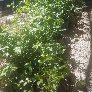 WhatsApp-Image-2023-10-19-at-12.53.54-1.jpeg Blueberry Legacy 23cm Pot