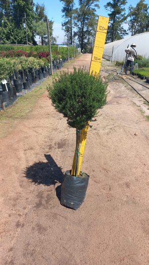 WhatsApp-Image-2023-10-19-at-14.01.49.jpeg Leptospermum Pink Lollipop/Standard 10lt