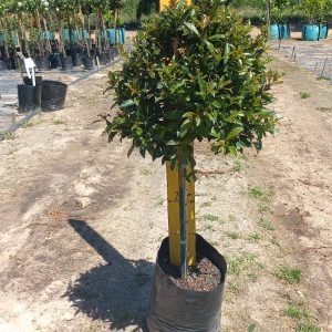 WhatsApp-Image-2023-10-19-at-14.02.15.jpeg Syzygium Paniculatum Lollipop/Standard 10lt