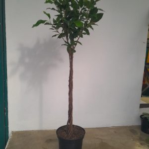 WhatsApp-Image-2023-10-19-at-15.28.11_d8969811.jpg Ficus Millennium Twisted 20cm Pot