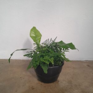 Mixed Fern Bowl 20cm