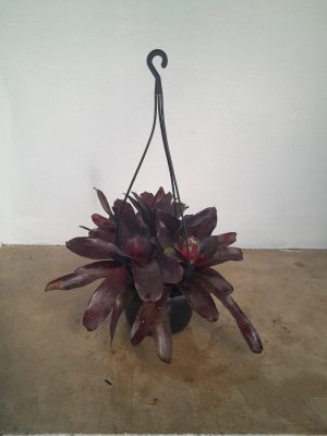 Neoregelia 16cm Hanging Basket