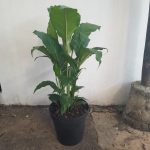 Spathiphyllum Sebastian 30cm