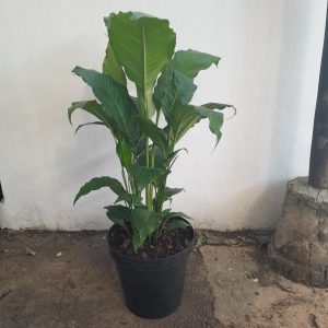 Spathiphyllum Sebastian 30cm