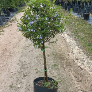 WhatsApp-Image-2023-10-23-at-13.17.14.jpeg Freylinia Tropica (Blue) Standard/Lollipop 10lt