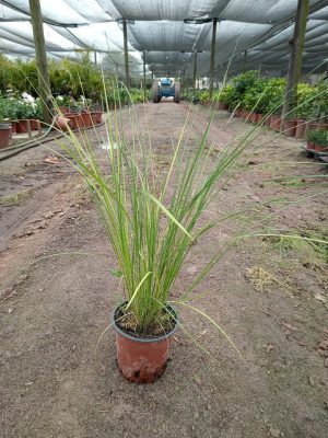 WhatsApp-Image-2023-11-02-at-16.41.47.jpeg Aristida Junciformis Grass 17cm Pot