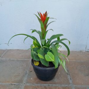 Bromeliad Bowl 20cm
