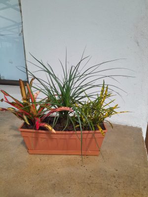Mix Trough Of Plants