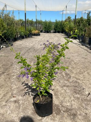 Duranta Sapphire Showers 10lt