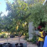 WhatsApp-Image-2024-01-26-at-08.12.53.jpeg Ficus Natalensis 125lt