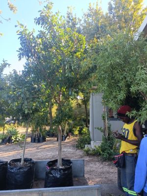 WhatsApp-Image-2024-01-26-at-08.12.53.jpeg Ficus Natalensis 125lt