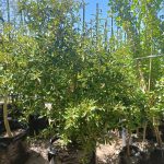Tarchonanthus Camphoratus 50lt