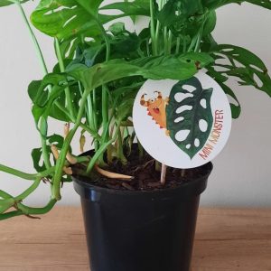 Swiss Cheese Monster 18cm Pot