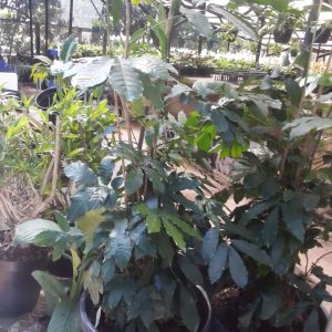 WhatsApp-Image-2024-04-03-at-8.14.19-AM-1.jpeg Natal Mahogany 30cm Pot
