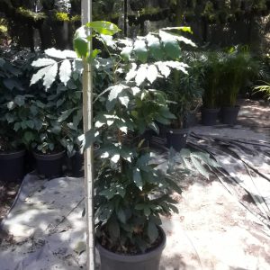 WhatsApp-Image-2024-04-03-at-8.20.58-AM.jpeg Natal Mahogany 35cm Pot