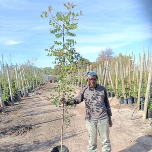 WhatsApp-Image-2024-05-20-at-11.33.09.jpeg Ceratonia Siliqua 40lt