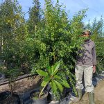 Halleria Lucida 100lt (Tree Fuchsia)