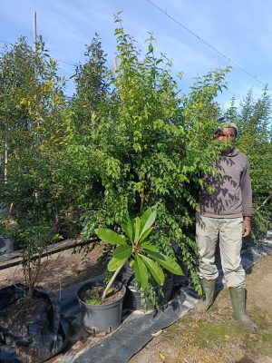 WhatsApp-Image-2024-05-20-at-11.45.17.jpeg Halleria Lucida 100lt (Tree Fuchsia)